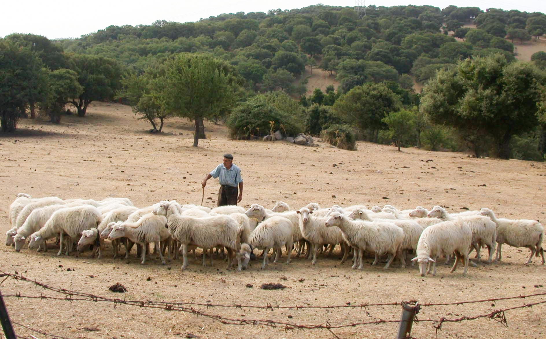 Le mie pecore  ascoltano la mia voce IV domenica di Pasqua (anno c) - 17 aprile 2016