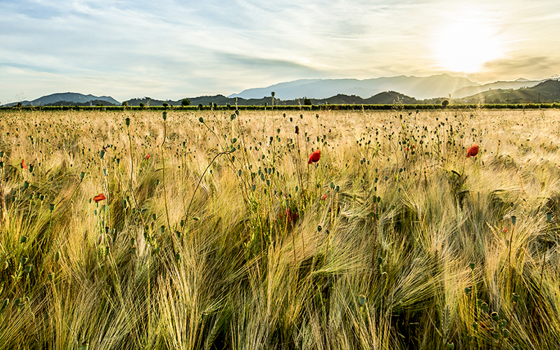 Bruciate la zizzania e conservate il grano XVI Domenica del Tempo Ordinario (Anno A)