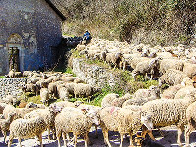 Ebbe compassione: erano come pecore senza pastore XVI Domenica del Tempo Ordinario (Anno B)