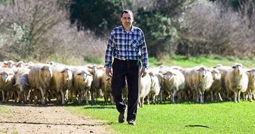 Chiama le sue pecore e le conduce fuori IV Domenica di Pasqua (Anno A)