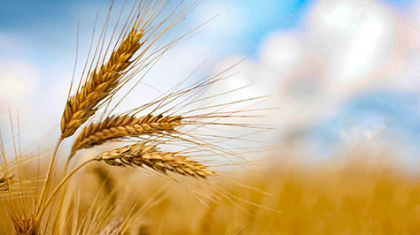 Il chicco di grano se muore produce molto frutto