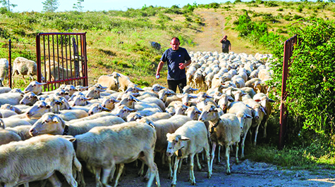 Il buon pastore dà la propria vita per le pecore